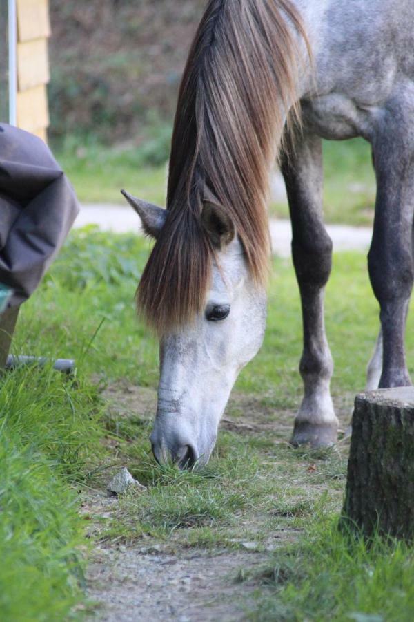 Une Roulotte Et Des Chevaux Treffléan Exterior foto